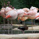 ddos在线攻击工具